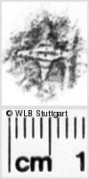 Image Description for https://www.hist-einband.de/Bilder/WLB/MIG/images/s0236906.jpg
