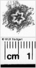 Image Description for https://www.hist-einband.de/Bilder/WLB/MIG/images/s0237612.jpg