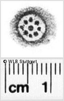 Image Description for https://www.hist-einband.de/Bilder/WLB/MIG/images/s0241407.jpg