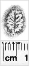 Image Description for https://www.hist-einband.de/Bilder/WLB/MIG/images/s0241408.jpg