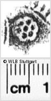 Image Description for https://www.hist-einband.de/Bilder/WLB/MIG/images/s0241908.jpg