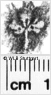 Image Description for https://www.hist-einband.de/Bilder/WLB/MIG/images/s0246206.jpg
