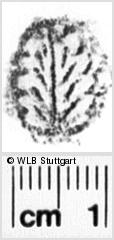 Image Description for https://www.hist-einband.de/Bilder/WLB/MIG/images/s0247204.jpg