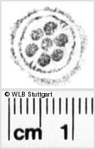 Image Description for https://www.hist-einband.de/Bilder/WLB/MIG/images/s0247207.jpg