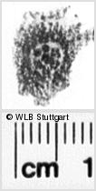 Image Description for https://www.hist-einband.de/Bilder/WLB/MIG/images/s0255108.jpg