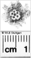 Image Description for https://www.hist-einband.de/Bilder/WLB/MIG/images/s0263310.jpg