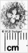 Image Description for https://www.hist-einband.de/Bilder/WLB/MIG/images/s0264005.jpg