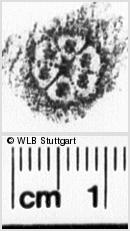 Image Description for https://www.hist-einband.de/Bilder/WLB/MIG/images/s0265922.jpg