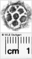 Image Description for https://www.hist-einband.de/Bilder/WLB/MIG/images/s0266407.jpg