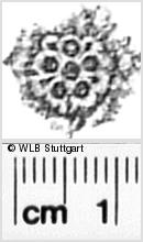 Image Description for https://www.hist-einband.de/Bilder/WLB/MIG/images/s0271007.jpg