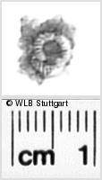 Image Description for https://www.hist-einband.de/Bilder/WLB/MIG/images/s0271216.jpg