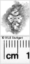 Image Description for https://www.hist-einband.de/Bilder/WLB/MIG/images/s0272706.jpg
