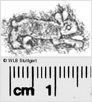 Image Description for https://www.hist-einband.de/Bilder/WLB/MIG/images/s0280612.jpg