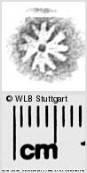 Image Description for https://www.hist-einband.de/Bilder/WLB/MIG/images/s0281022.jpg