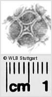Image Description for https://www.hist-einband.de/Bilder/WLB/MIG/images/s0281717.jpg