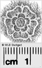 Image Description for https://www.hist-einband.de/Bilder/WLB/MIG/images/s0281722.jpg