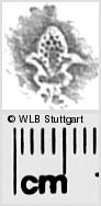 Image Description for https://www.hist-einband.de/Bilder/WLB/MIG/images/s0281945.jpg