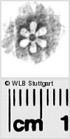 Image Description for https://www.hist-einband.de/Bilder/WLB/MIG/images/s0282408.jpg