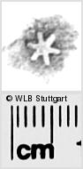 Image Description for https://www.hist-einband.de/Bilder/WLB/MIG/images/s0282409.jpg