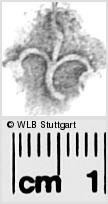 Image Description for https://www.hist-einband.de/Bilder/WLB/MIG/images/s0282413.jpg