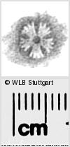 Image Description for https://www.hist-einband.de/Bilder/WLB/MIG/images/s0283104.jpg