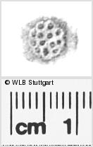 Image Description for https://www.hist-einband.de/Bilder/WLB/MIG/images/s0283414.jpg