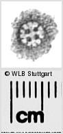Image Description for https://www.hist-einband.de/Bilder/WLB/MIG/images/s0283613.jpg