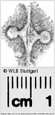 Image Description for https://www.hist-einband.de/Bilder/WLB/MIG/images/s0283616.jpg