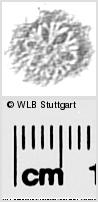 Image Description for https://www.hist-einband.de/Bilder/WLB/MIG/images/s0285618.jpg