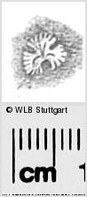 Image Description for https://www.hist-einband.de/Bilder/WLB/MIG/images/s0285619.jpg