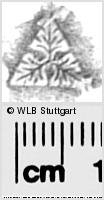 Image Description for https://www.hist-einband.de/Bilder/WLB/MIG/images/s0286403.jpg