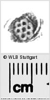 Image Description for https://www.hist-einband.de/Bilder/WLB/MIG/images/s0288208.jpg