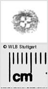 Image Description for https://www.hist-einband.de/Bilder/WLB/MIG/images/s0288335.jpg