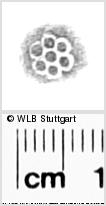 Image Description for https://www.hist-einband.de/Bilder/WLB/MIG/images/s0288408.jpg