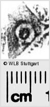 Image Description for https://www.hist-einband.de/Bilder/WLB/MIG/images/s0289001.jpg