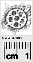 Image Description for https://www.hist-einband.de/Bilder/WLB/MIG/images/s0289106.jpg