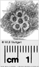 Image Description for https://www.hist-einband.de/Bilder/WLB/MIG/images/s0291368.jpg