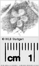 Image Description for https://www.hist-einband.de/Bilder/WLB/MIG/images/s0291369.jpg