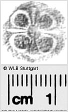 Image Description for https://www.hist-einband.de/Bilder/WLB/MIG/images/s0291475.jpg