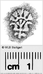 Image Description for https://www.hist-einband.de/Bilder/WLB/MIG/images/s0291831.jpg