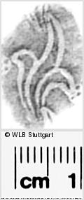 Image Description for https://www.hist-einband.de/Bilder/WLB/MIG/images/s0292202.jpg