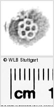Image Description for https://www.hist-einband.de/Bilder/WLB/MIG/images/s0292203.jpg