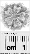 Image Description for https://www.hist-einband.de/Bilder/WLB/MIG/images/s0294223.jpg