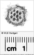 Image Description for https://www.hist-einband.de/Bilder/WLB/MIG/images/s0296115.jpg