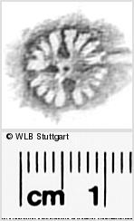 Image Description for https://www.hist-einband.de/Bilder/WLB/MIG/images/s0296120.jpg