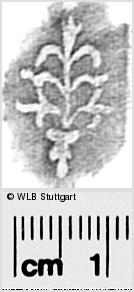 Image Description for https://www.hist-einband.de/Bilder/WLB/MIG/images/s0296214.jpg