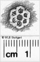 Image Description for https://www.hist-einband.de/Bilder/WLB/MIG/images/s0311032.jpg