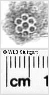 Image Description for https://www.hist-einband.de/Bilder/WLB/MIG/images/s0330503.jpg