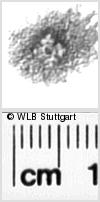 Image Description for https://www.hist-einband.de/Bilder/WLB/MIG/images/s0332605.jpg