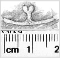 Image Description for https://www.hist-einband.de/Bilder/WLB/MIG/images/s0341102.jpg
